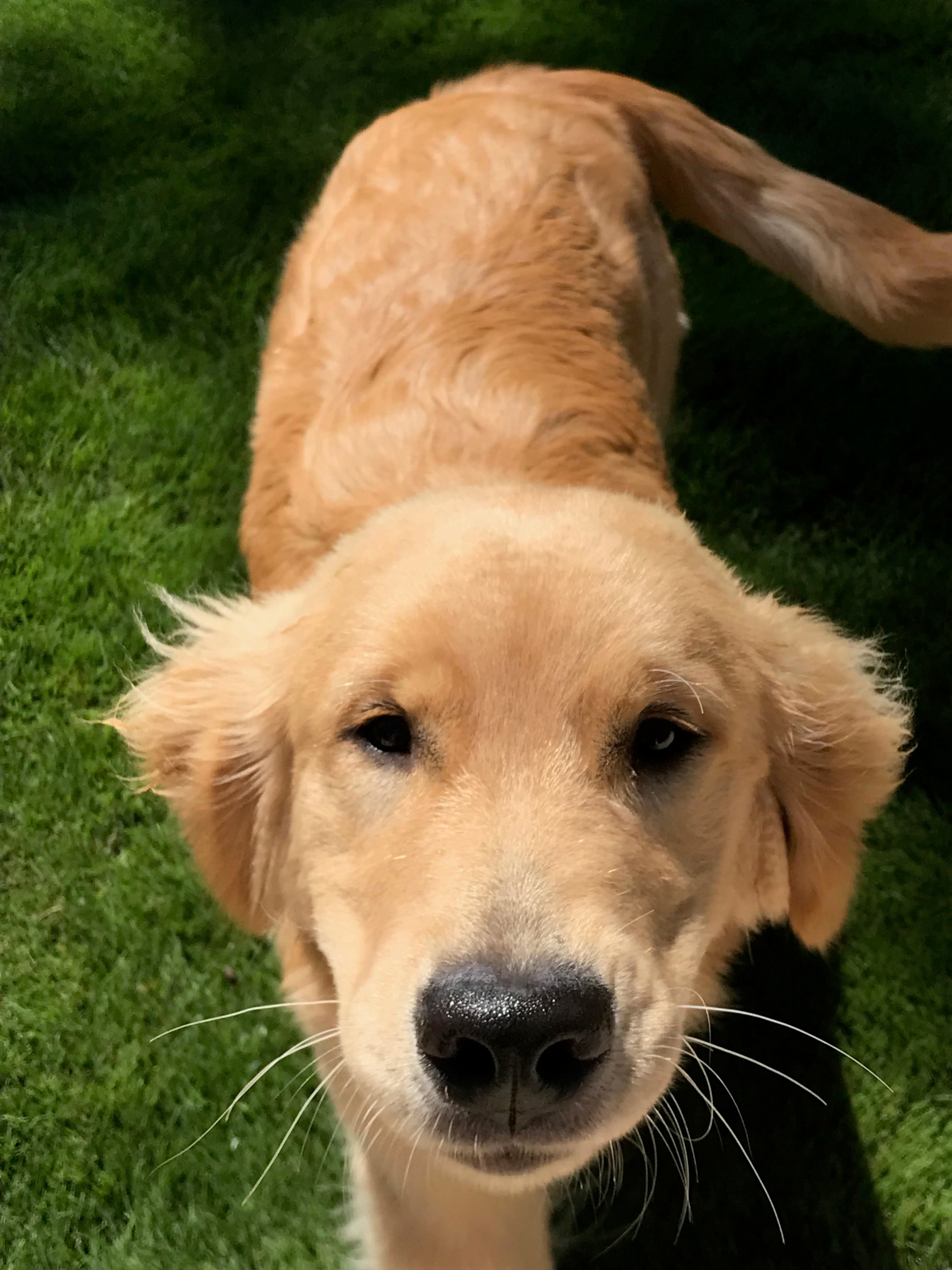 Orv the dog — a real PawsRx pet