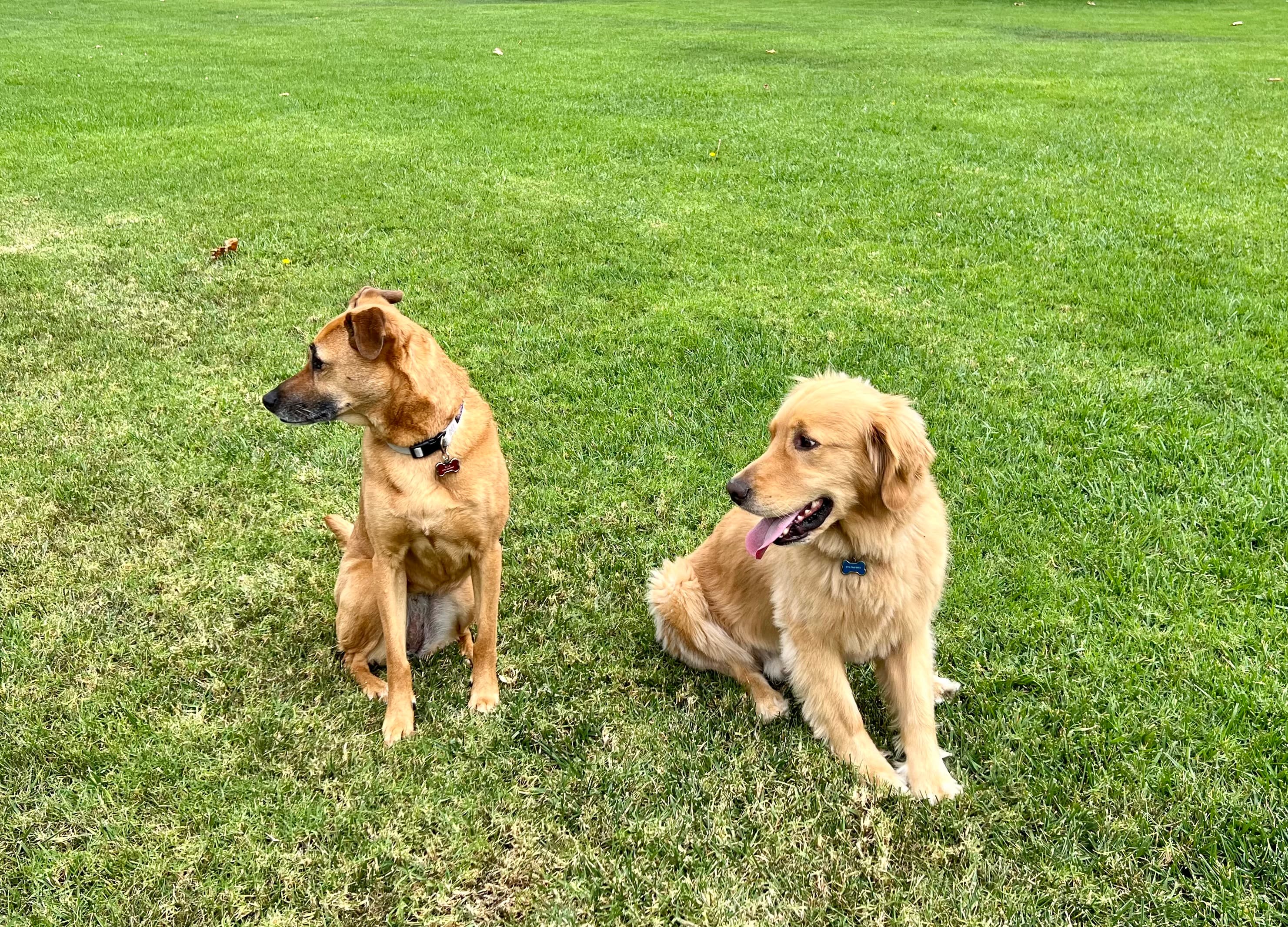 Two happy dogs sitting in a park