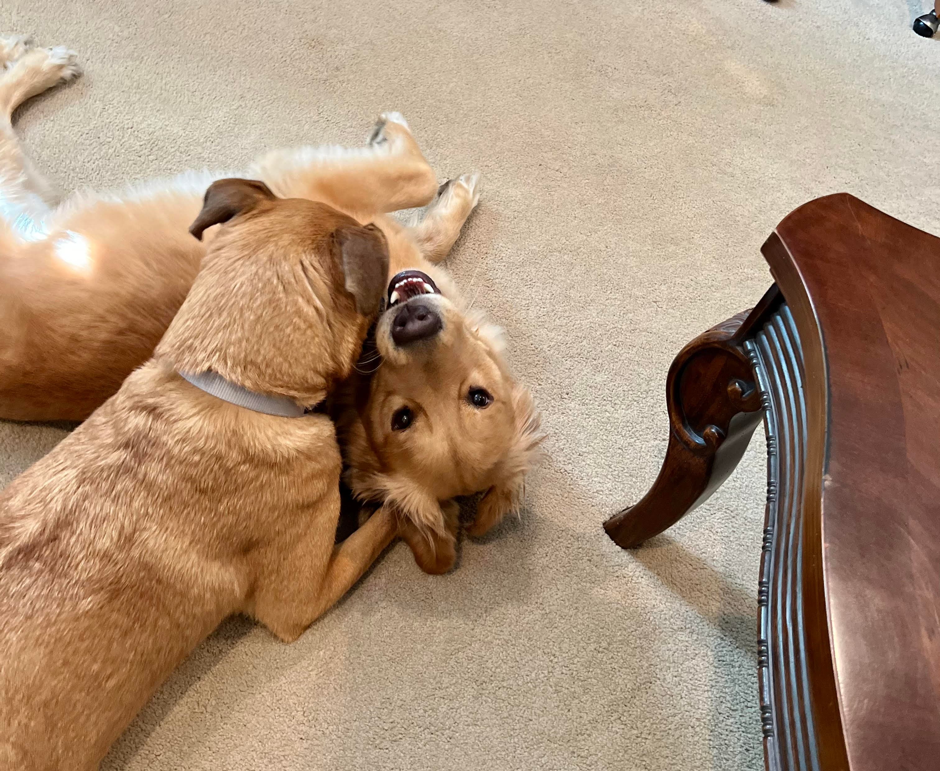 Orv and Ella — the pets that inspired PawsRx